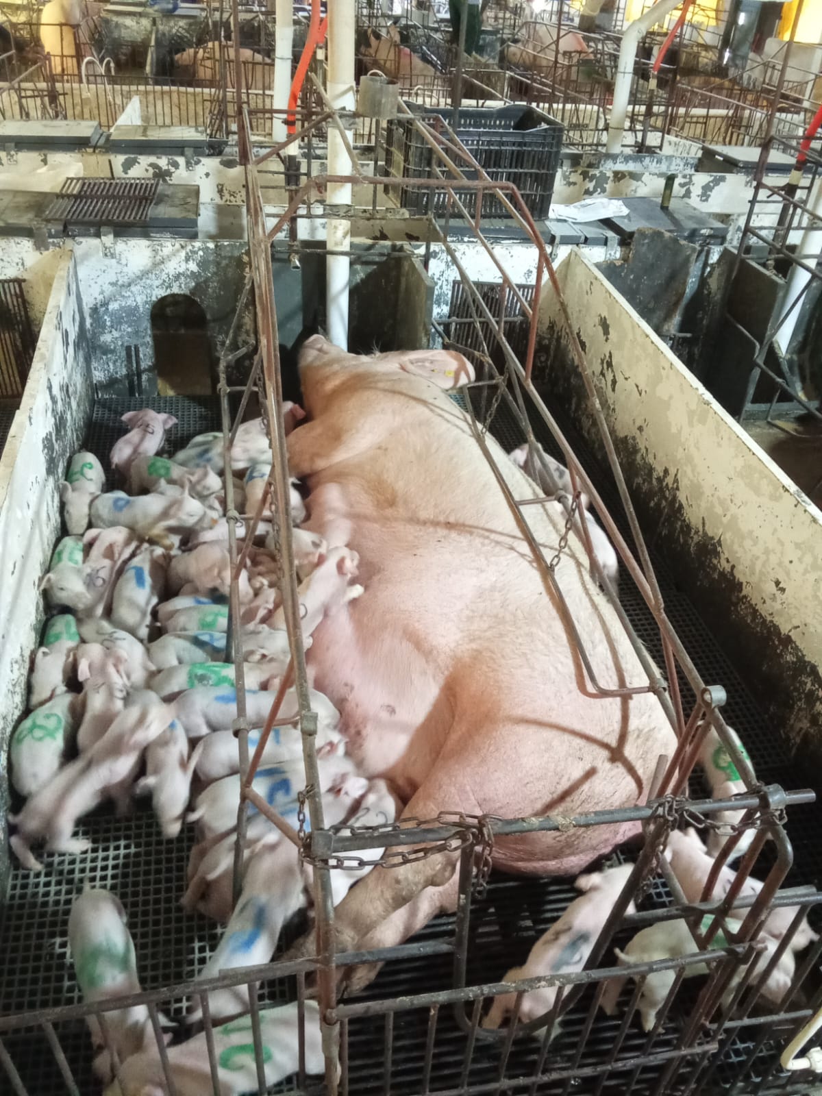 Hiperprolificidade: matriz dá à luz a 46 leitões