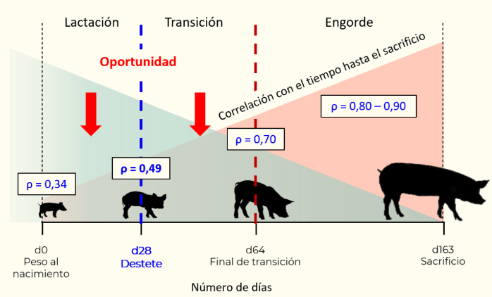 lechones