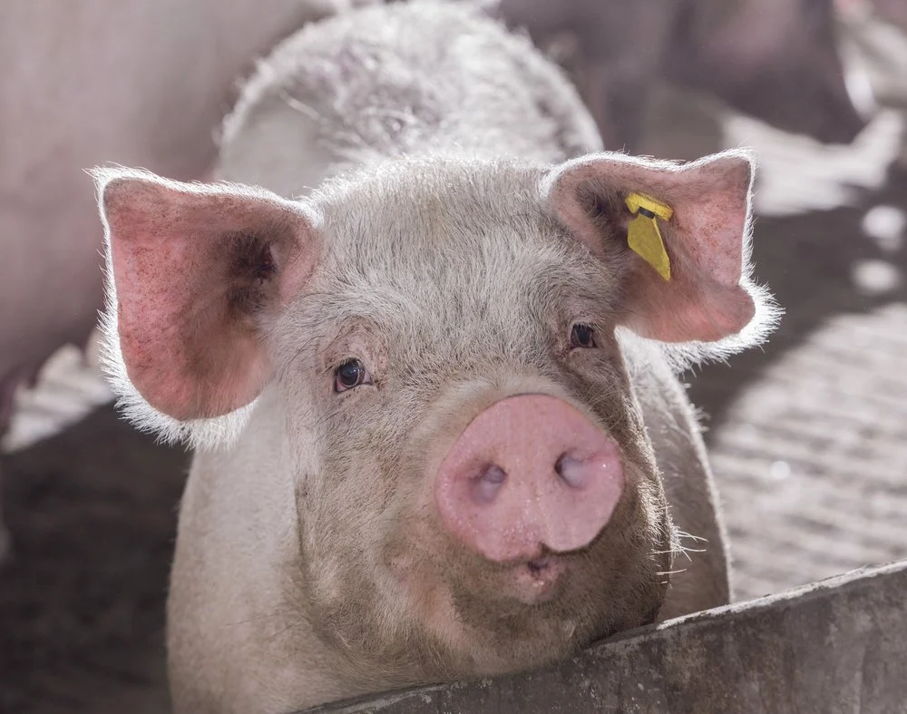 How digestible nutrients drive profitability in grow-finish swine