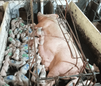 Hiperprolificidade: matriz dá à luz a 46 leitões