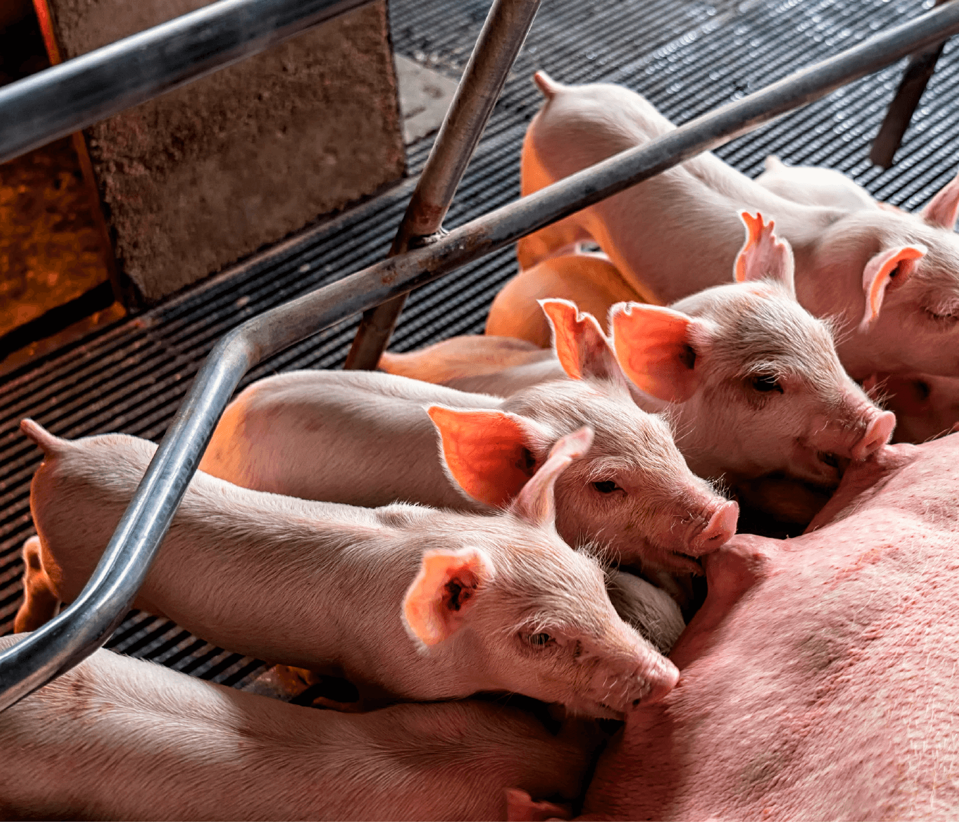 La nutrición en la producción porcina – Más allá de la fórmula