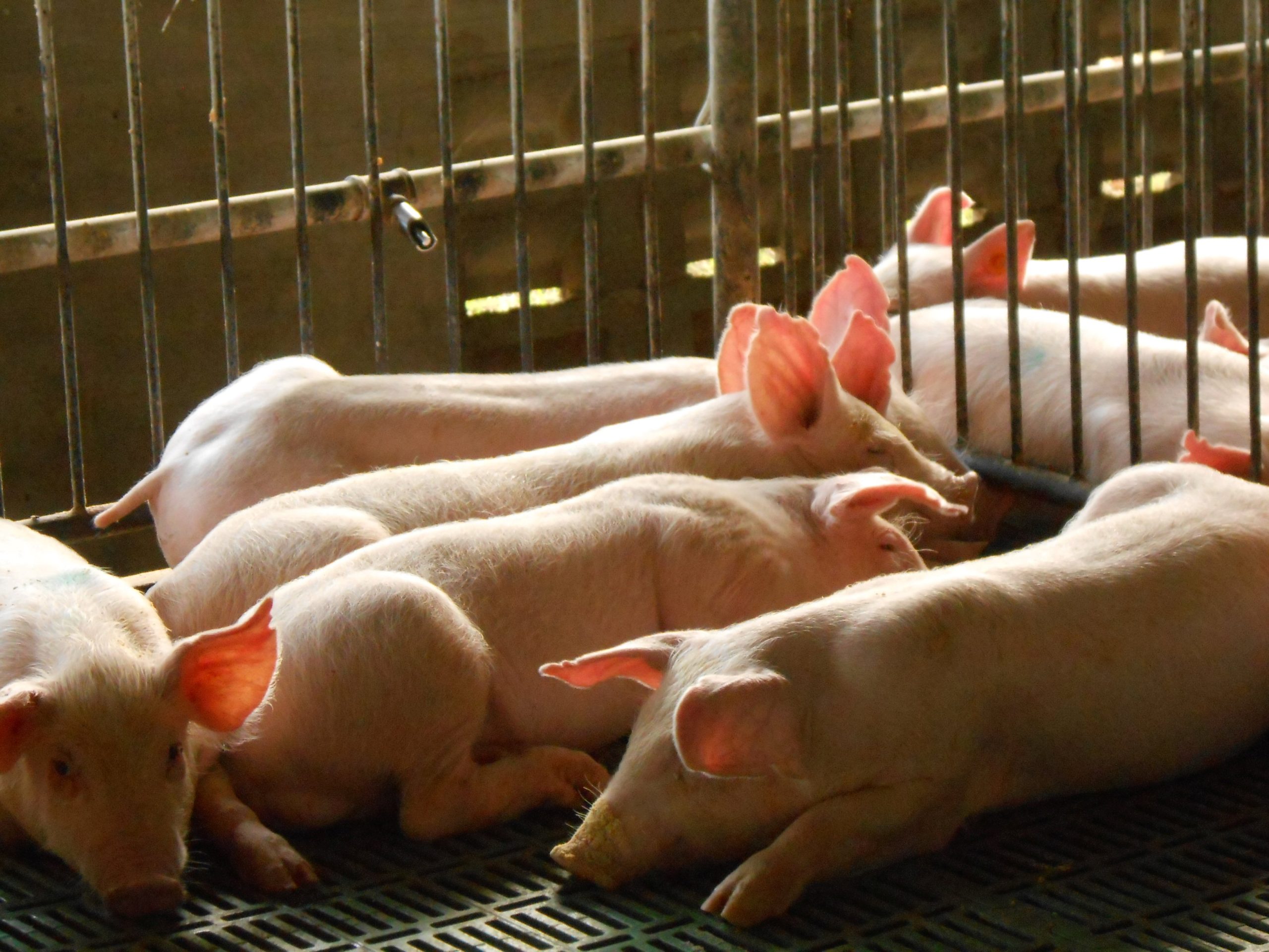 FAO urges stronger prevention as animal diseases spread globally
