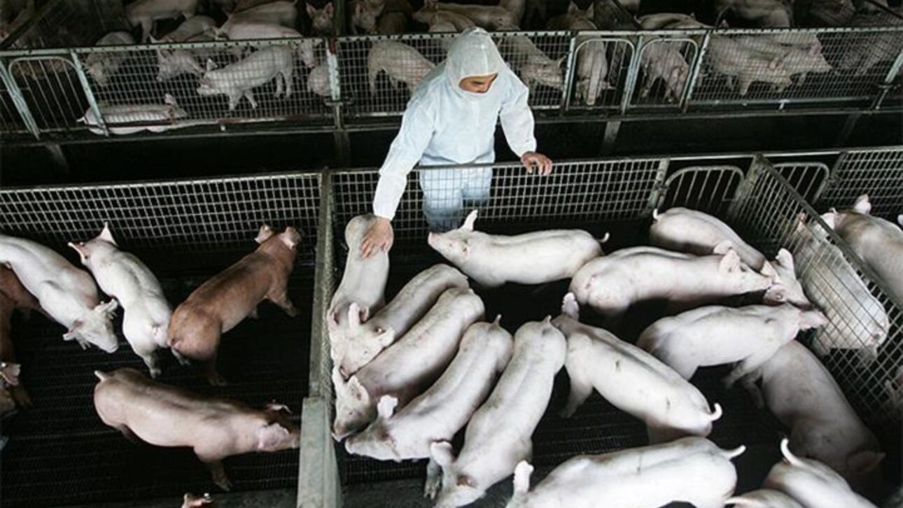 Muyuan Foods studies pig production in Brazil
