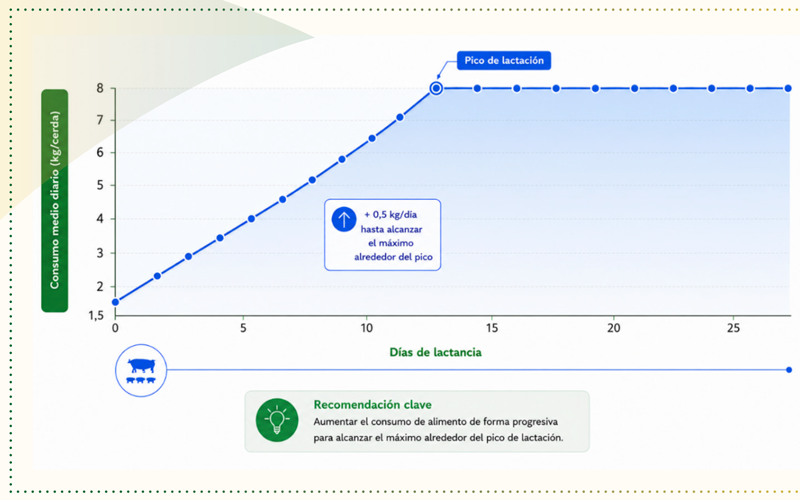 alimentación cerdas reproductoras