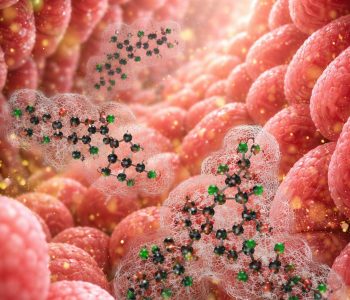Los taninos pueden mejorar la salud intestinal, reducir la diarrea y favorecer el rendimiento productivo de los lechones tras el destete.