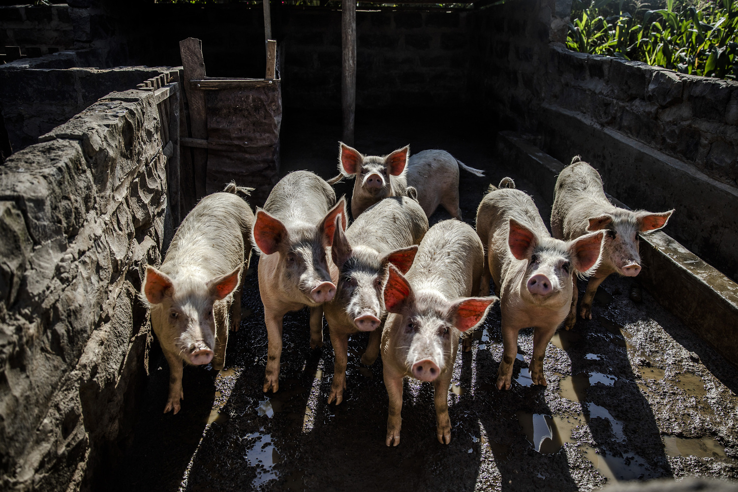 India unveils indigenous ASF vaccine, advancing national swine disease preparedness
