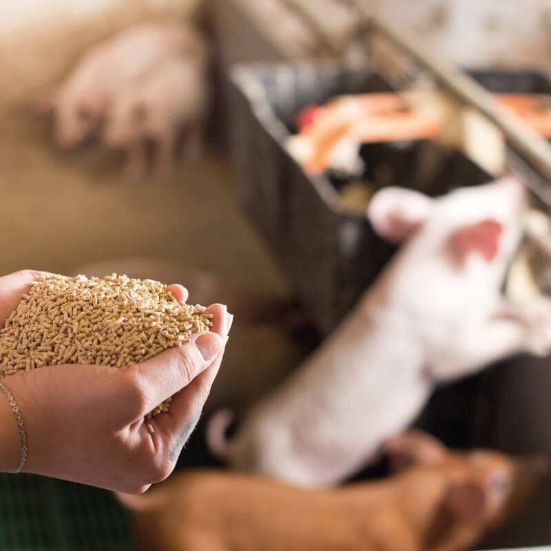Aplicación del concepto Active Feeding para controlar la enfermedad de los edemas en lechones destetados