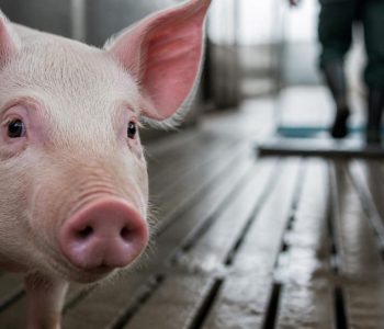 Recomendaciones clave de bioseguridad interna para granjas porcinas: zonas, flujo animal, personal, limpieza y control sanitario.