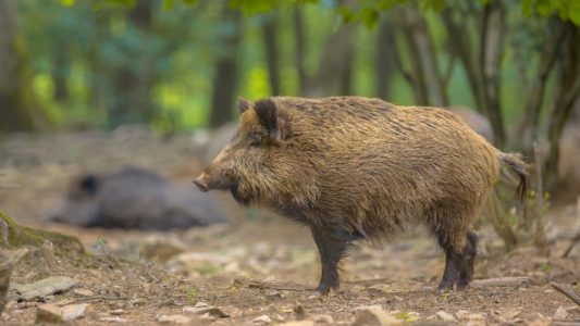 Catalunya detecta un nuevo foco de PPA con tres jabalíes positivos hallados en Cerdanyola, Barcelona y El Papiol, en zona de alto riesgo.