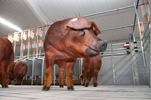 Study investigates population structure and genetic diversity of Duroc subpopulations from different regions