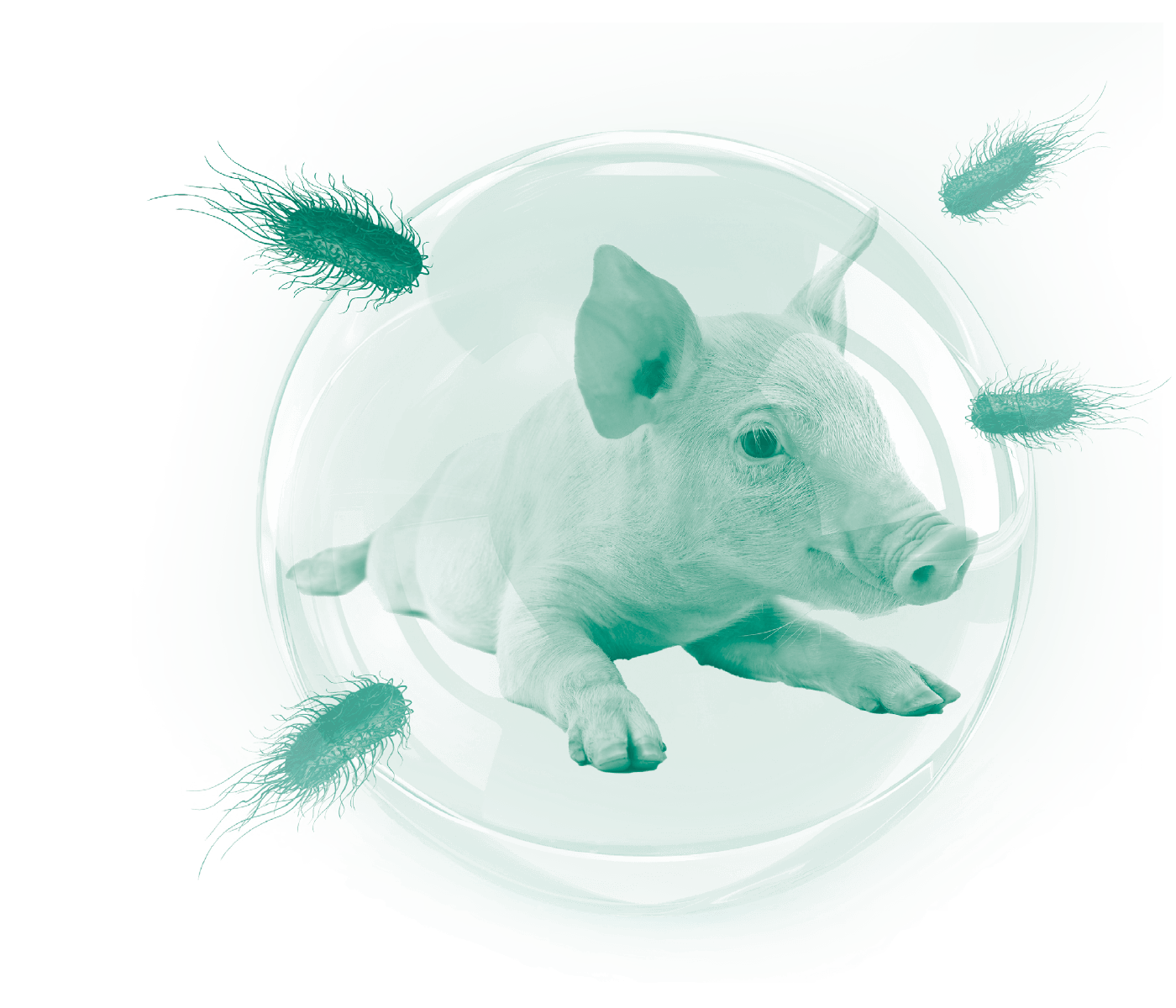 Control de Salmonella en porcino: descarga gratis el nuevo eBook de Ceva