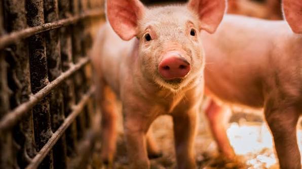 Vietnam advances livestock value chain modernization strategy
