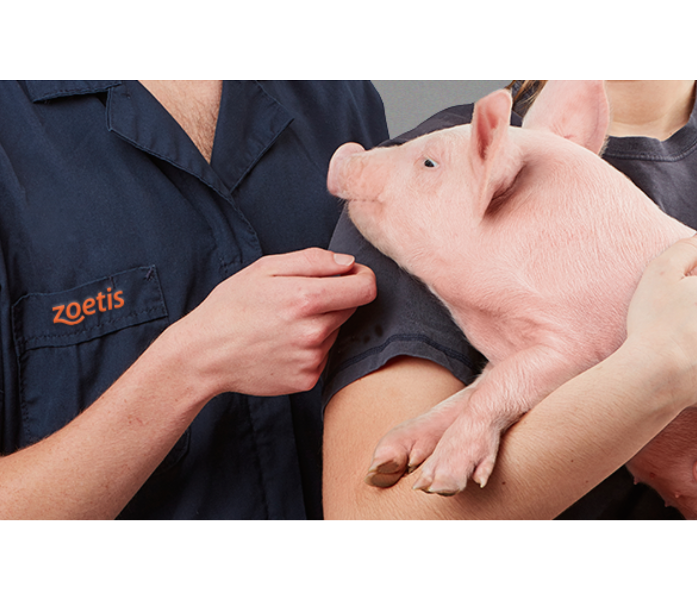 Zoetis promove encontro em homenagem ao Dia do Suinocultor e reforça importância da informação para fortalecer a cadeia suinícola
