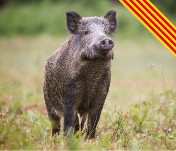 Cataluña-jabalí