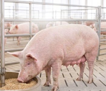 La mortalidad de cerdas es un desafío en producción porcina. Se analiza el papel de la nutrición, el manejo y la condición corporal.