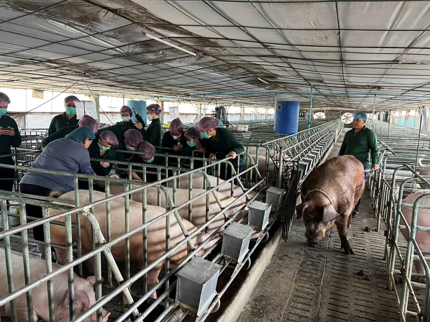 Thai researchers develop breakthrough breeding tool