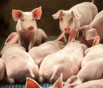 La porcicultura colombiana se encuentra con mayor producción de carne de cerdo, aumento del consumo y menor dependencia de las importaciones.