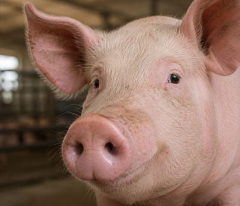 El Síndrome de Dermatitis Ulcerativa Porcina (PUDS) es una enfermedad que afecta a cerdas adultas y plantea importantes retos diagnósticos.