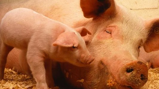 La innovación impulsa al porcino hacia una producción más sostenible, con energías renovables, eficiencia energética y economía circular.