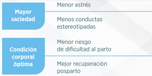 La fibra insoluble mejora la función digestiva, reduce el estreñimiento y favorece la eficiencia reproductiva de las cerdas.