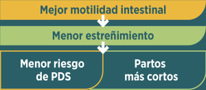 La fibra insoluble mejora la función digestiva, reduce el estreñimiento y favorece la eficiencia reproductiva de las cerdas.