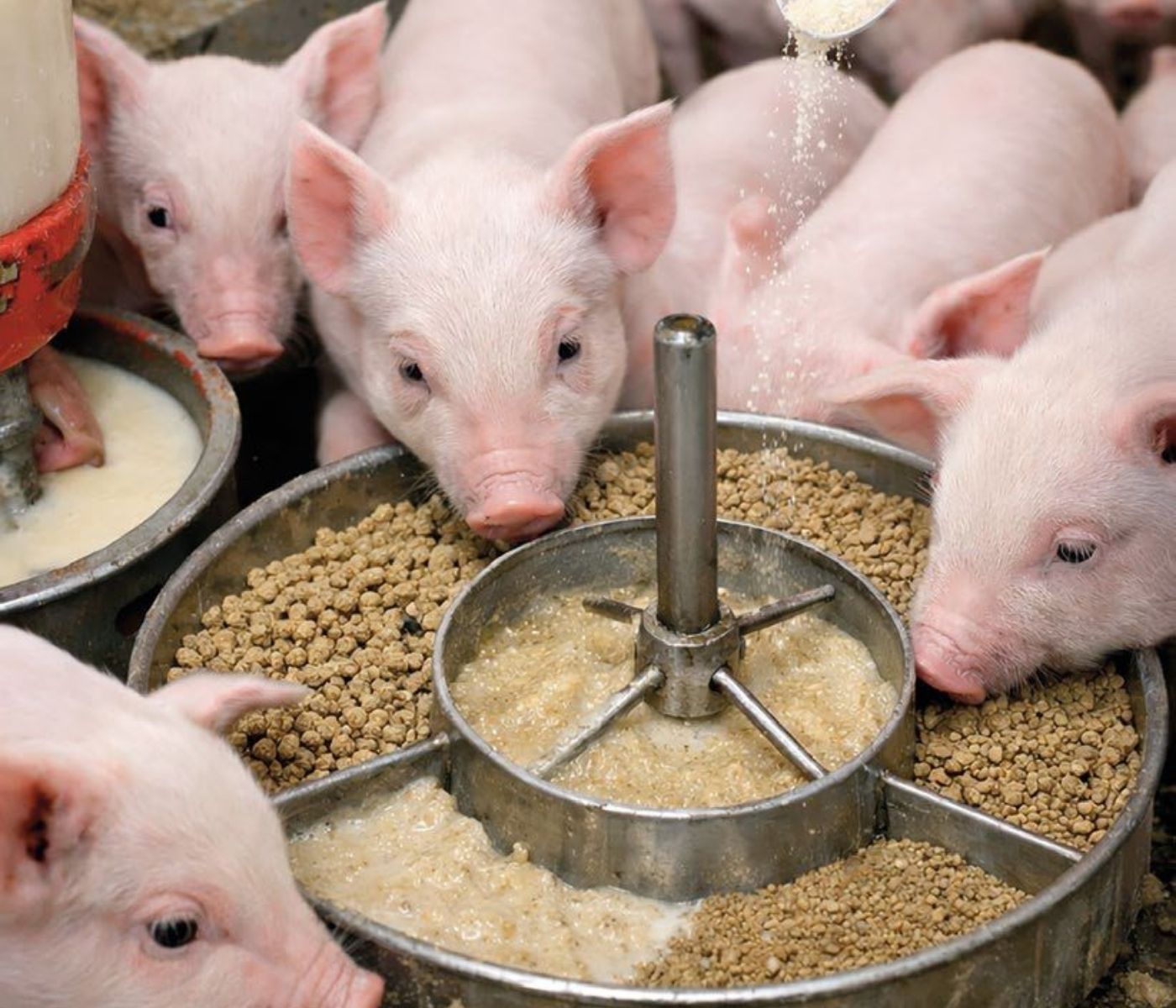 Active Feeding en lechones destetados