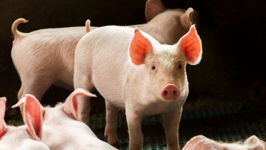 Cataluña confirma siete días sin nuevos casos de PPA, mientras el sector porcino encara el periodo como un primer alivio.