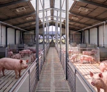 Techos para granjas porcinas: conocé los tipos disponibles, sus ventajas y cómo influyen en el confort animal, la producción y el ROI.
