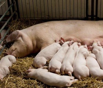 La fibra insoluble mejora la función digestiva, reduce el estreñimiento y favorece la eficiencia reproductiva de las cerdas.