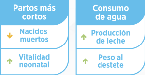 La fibra insoluble mejora la función digestiva, reduce el estreñimiento y favorece la eficiencia reproductiva de las cerdas.