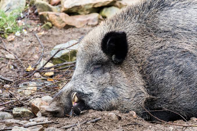 China bans Finnish pork imports over ASF