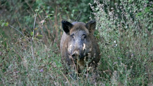 Cataluña confirma un nuevo foco de peste porcina africana PPA con cinco jabalís infectados y eleva a 391 los casos, sin positivos en granjas.