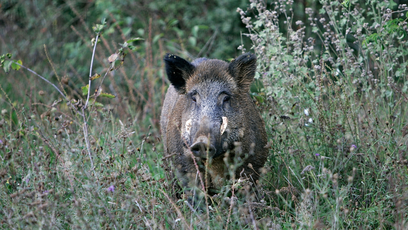 Cataluña detecta cinco nuevos positivos de PPA en jabalís y eleva los casos registrados