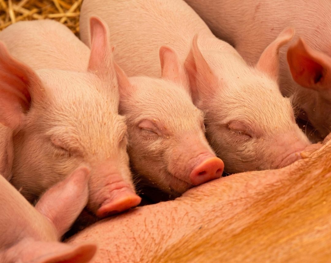 Cerda hiperprolífica: claves para mejorar el manejo, la lactación y el rendimiento en maternidad