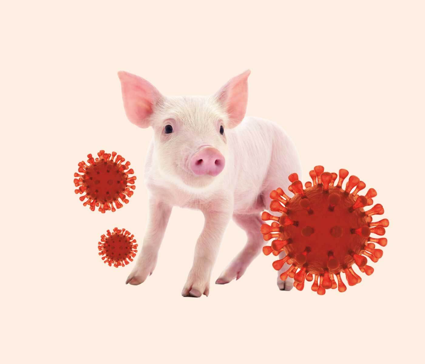 Mejores prácticas para maximizar la efectividad de la vacuna contra PRRS: aprovechando al máximo Suvaxyn® PRRS MLV