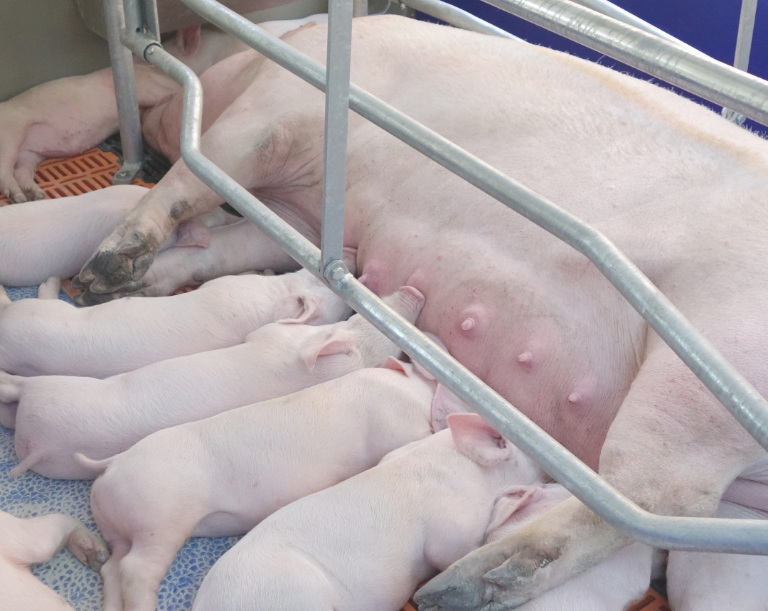 Evaluación de la condición corporal en cerdas reproductoras: métodos y manejo nutricional