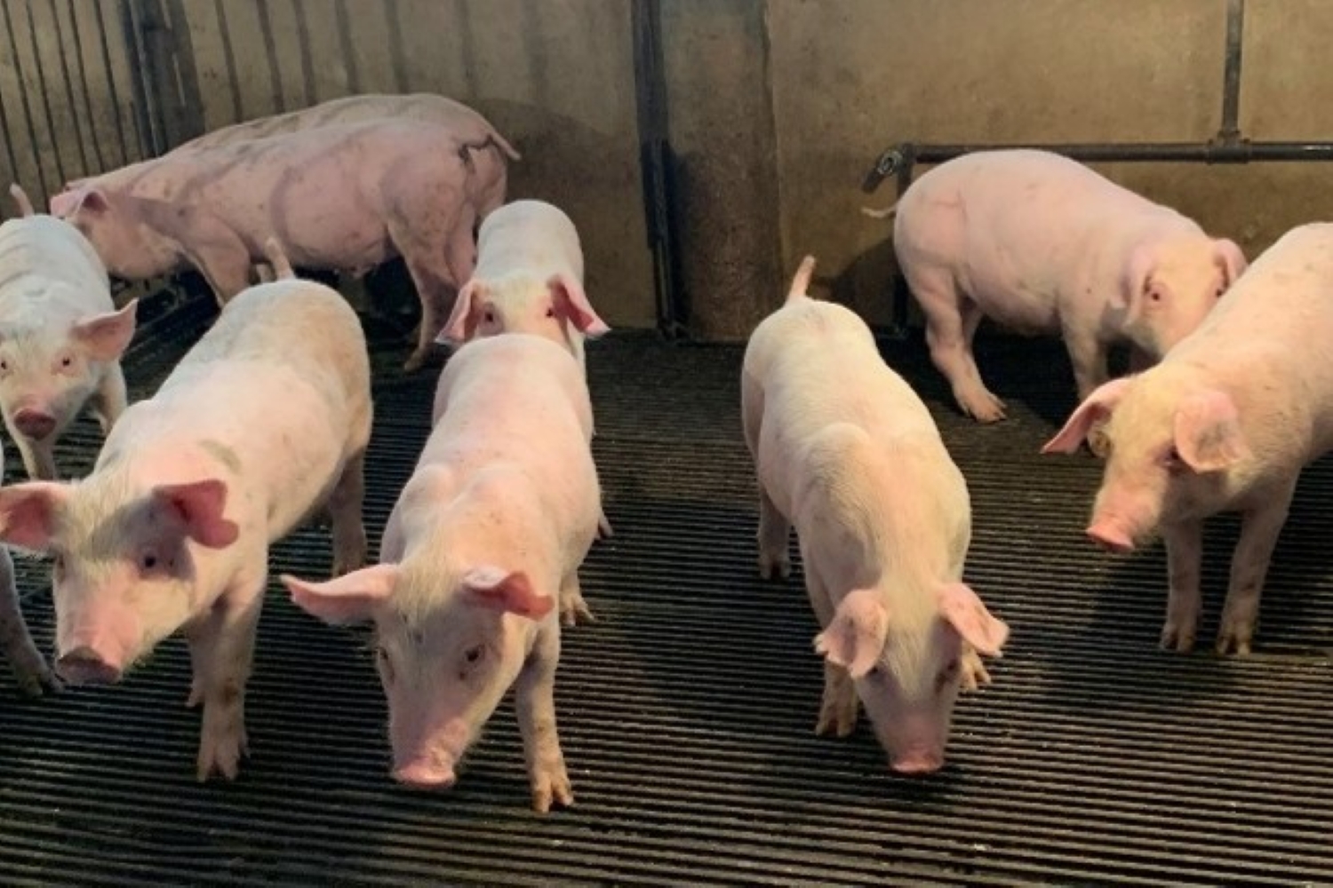Phytogenics in post‑weaning feed: Driving intake and growth