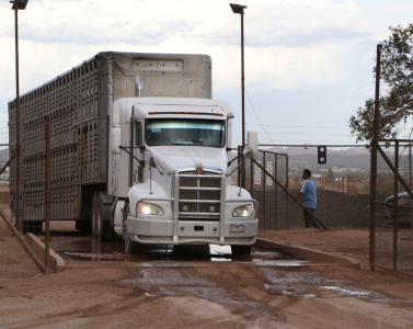 Exportación de ganado desde Chihuahua y control del gusano barrenador