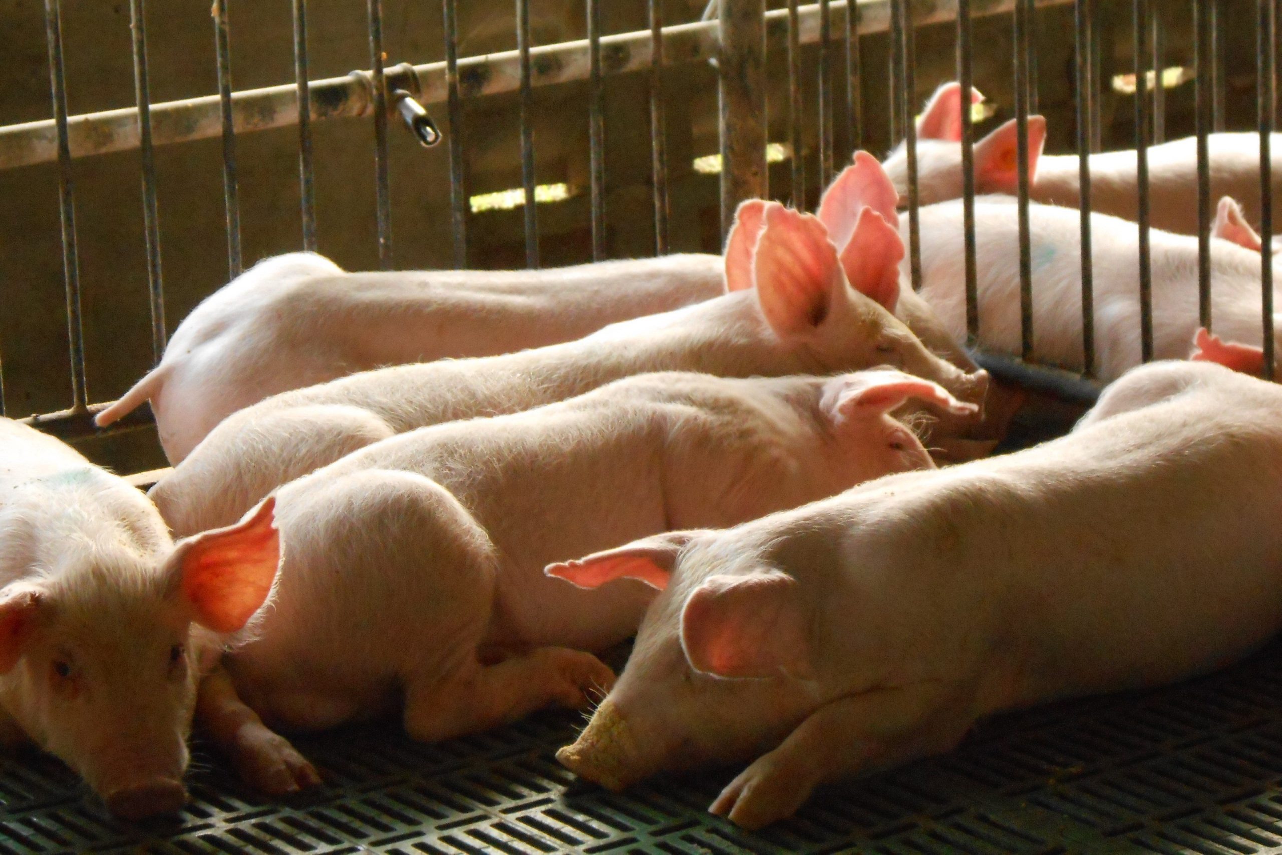 Philippines weighs tariff hikes as swine industry seeks relief