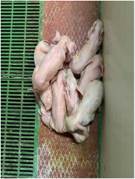 C. perfringens