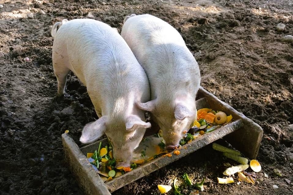 Taiwan cracks down on pig farms using kitchen waste