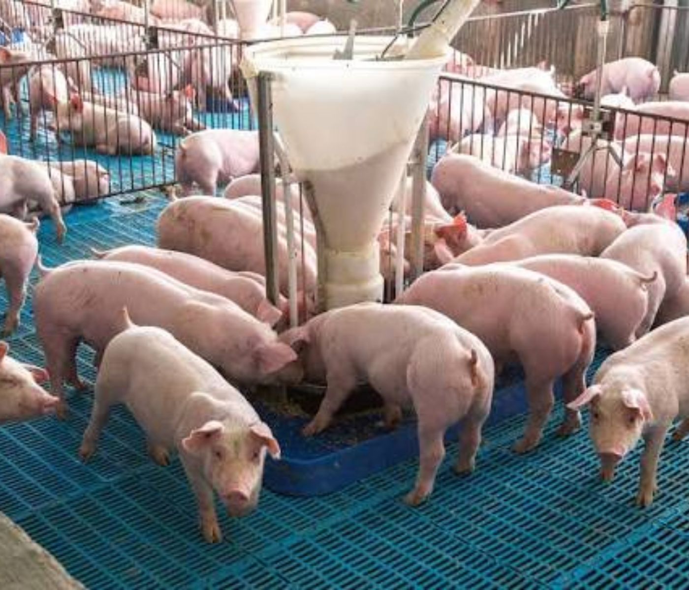 Exportações brasileiras de carne suína avançam 8,50% em outubro
