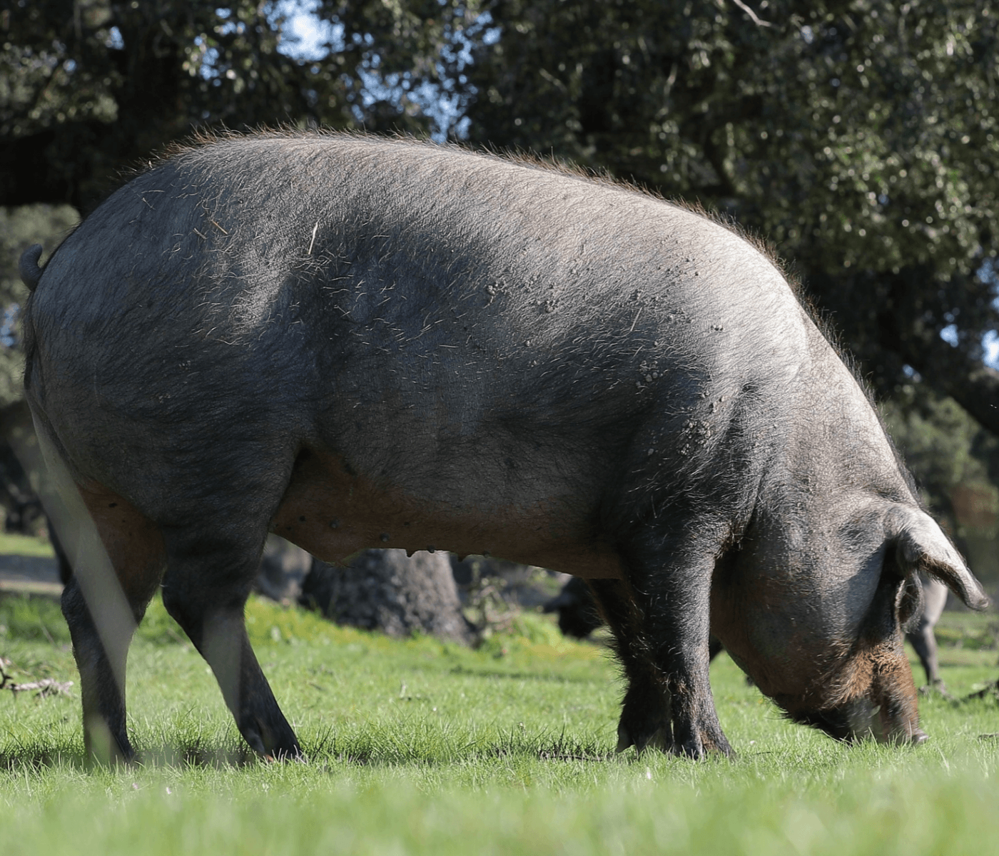 La Real Casa de la Moneda homenajea al cerdo ibérico con una moneda de oro