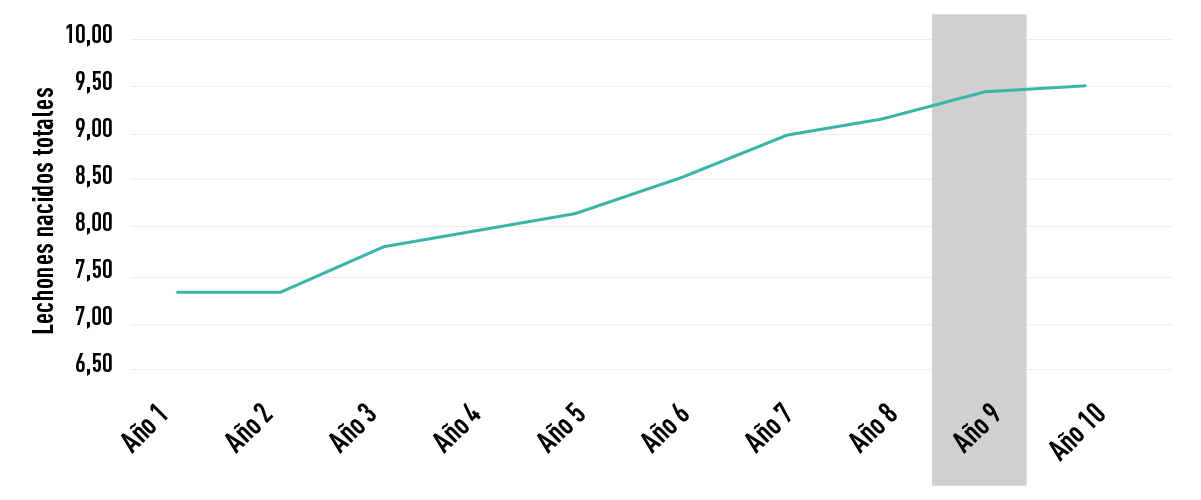 FIGURA 2 Evolución media de nacidos totales en primerizas en 10 años. Datos reales de pool de 2 granjas de multiplicación, representando aproximadamente 3000 cerdas ibéricas. En gris se marca cuando se incluirían nuevos caracteres de supervivencia en lactación