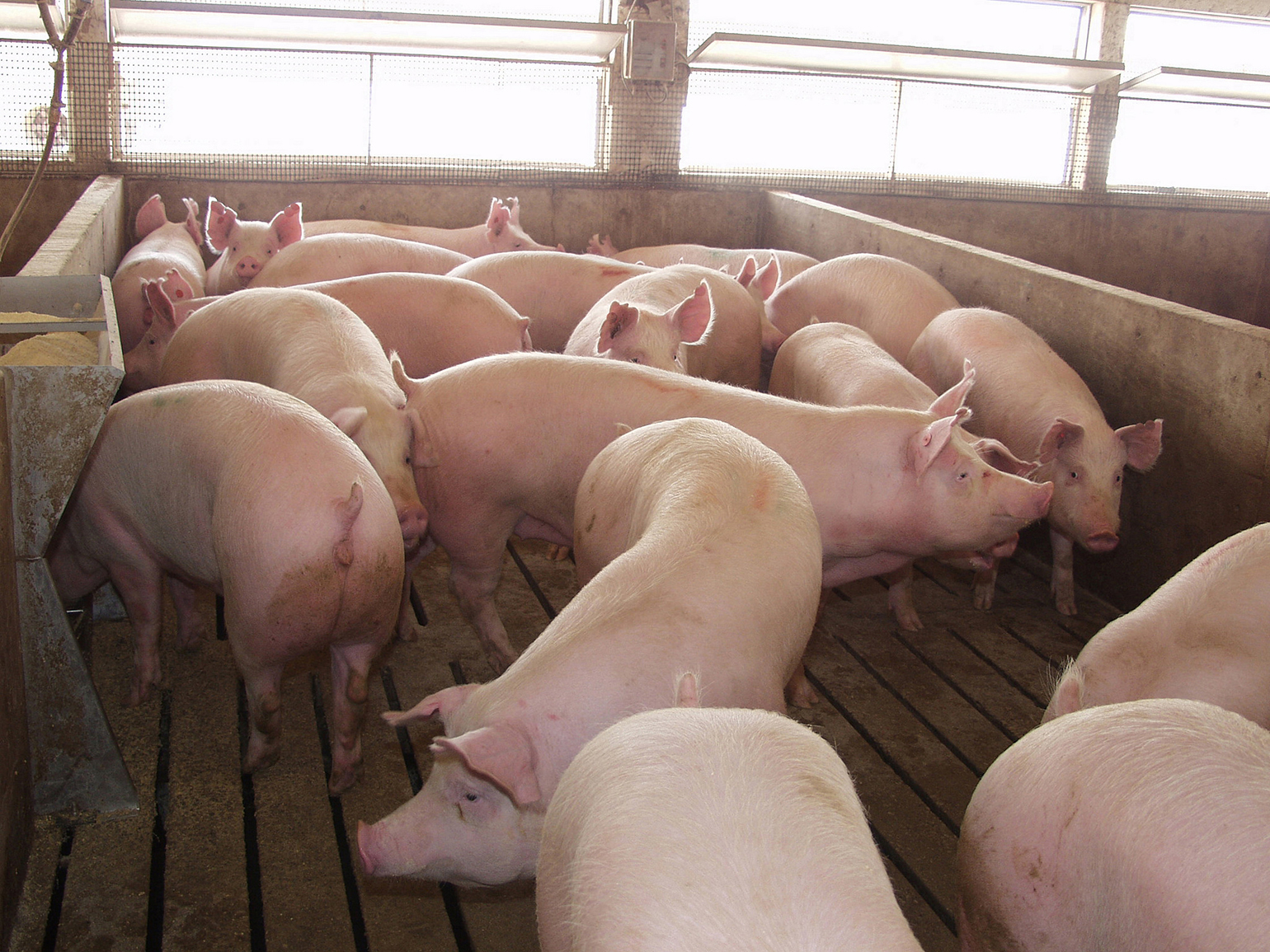 Researchers develop novel within-farm modeling framework for infectious diseases of swine