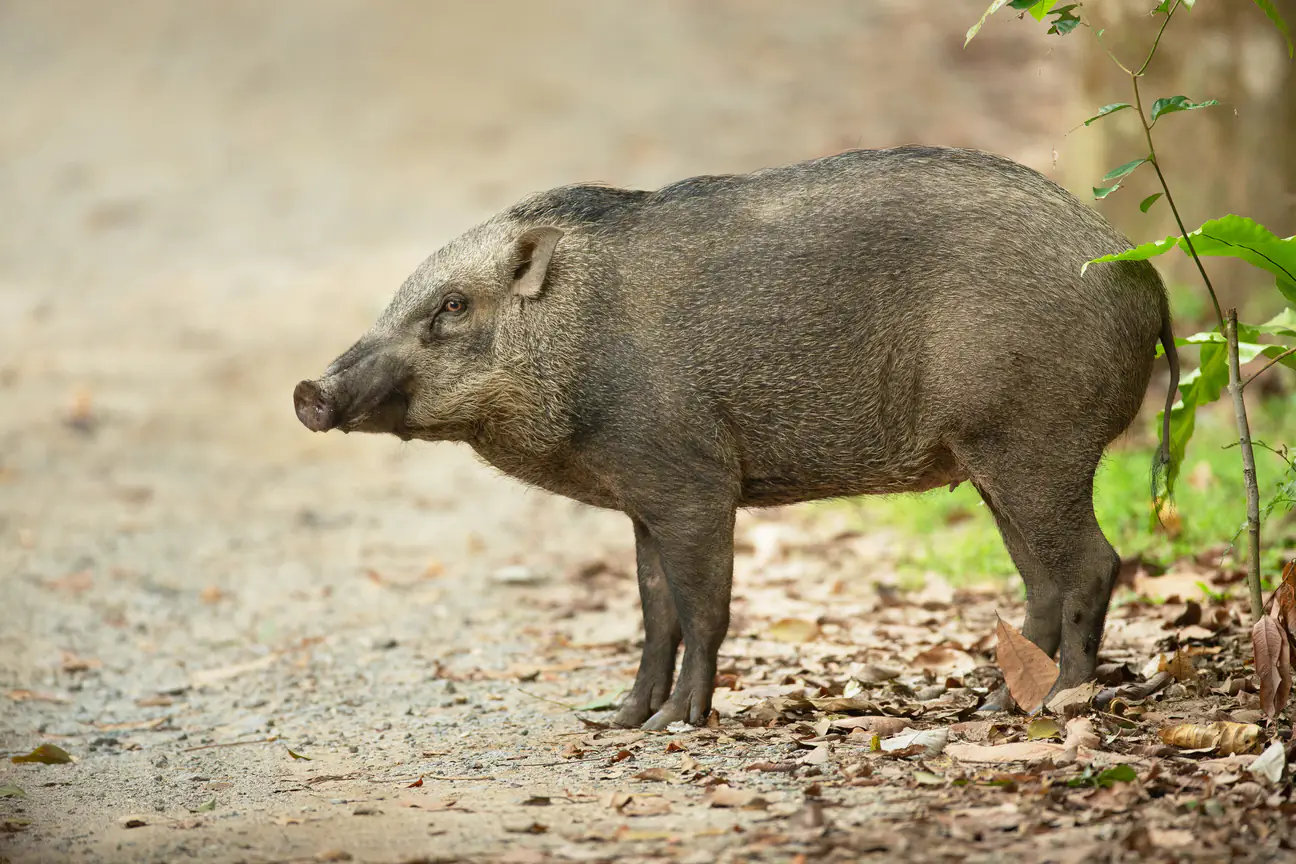 WCS: Wild pigs in Asia face extinction threat from ASF