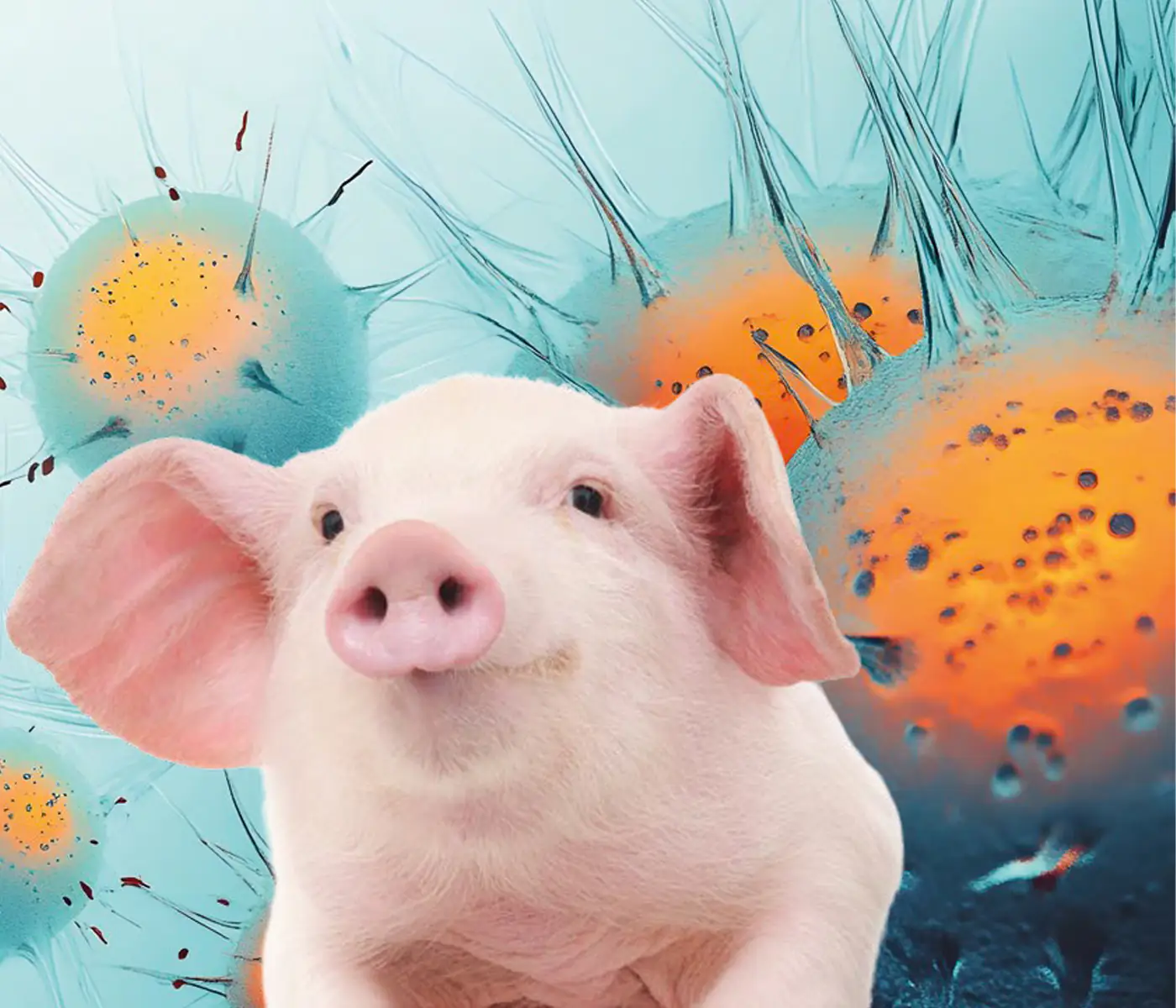 ¿Qué es el estrés oxidativo y cómo afecta a la producción porcina? ¿Existen herramientas para combatirlo?